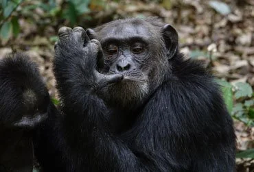 2 days Chimpanzee tracking Kibale
