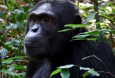 gorilla trekking permit cost