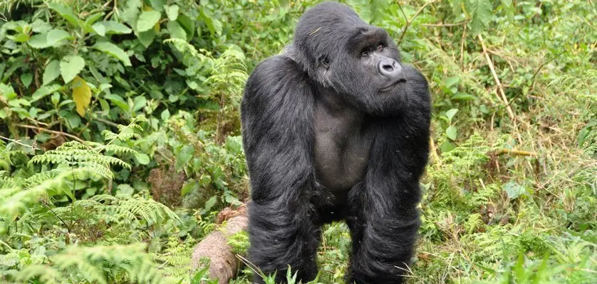 gorilla trekking permit cost