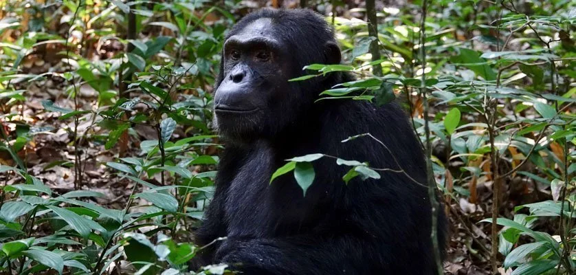 gorilla trekking permit cost