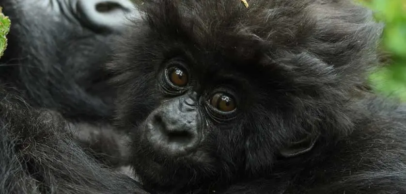 3 days Gorilla habituation
