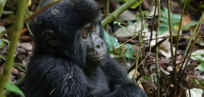 3 Days Gorilla tracking