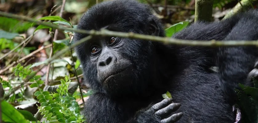 gorilla trekking permit cost