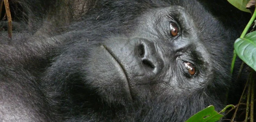 4 days Primate tracking