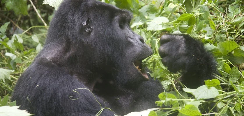 5 Day Gorilla habituation