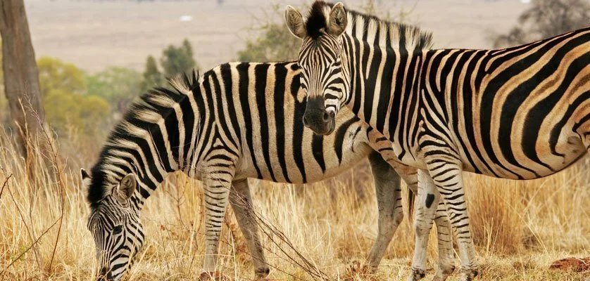 Akagera National Park