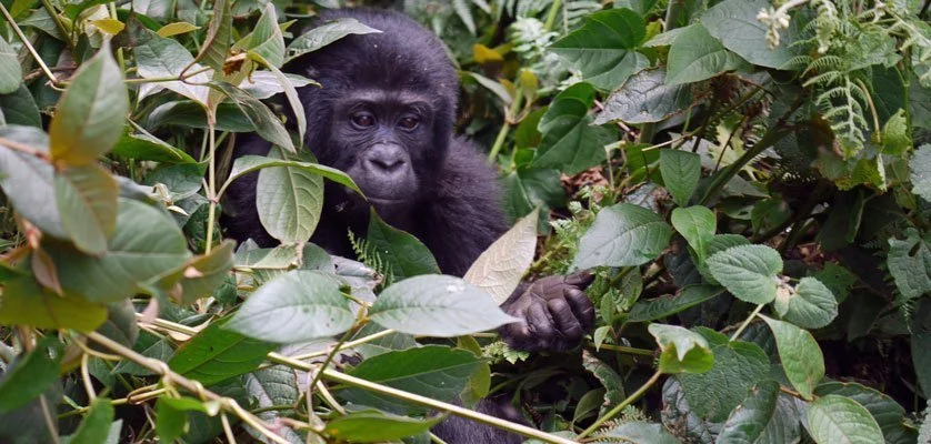 Gorilla naming ceremony