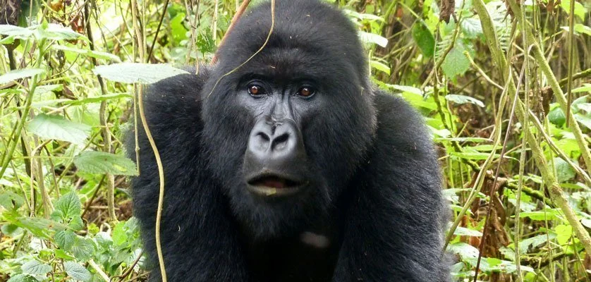 Gorilla trekking Bwindi