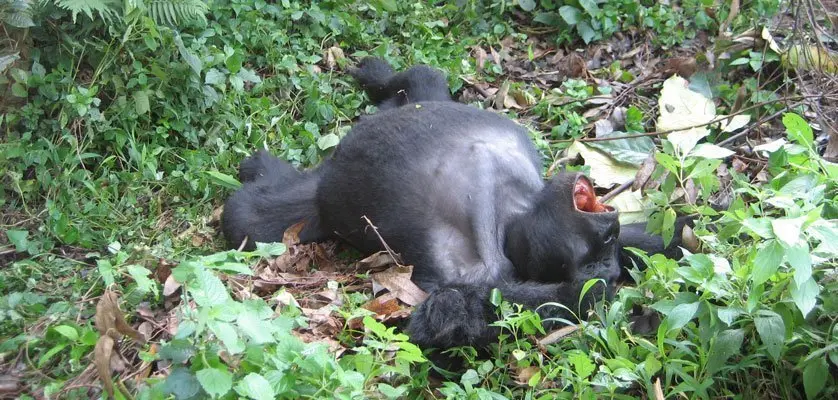 gorilla trekking permit cost