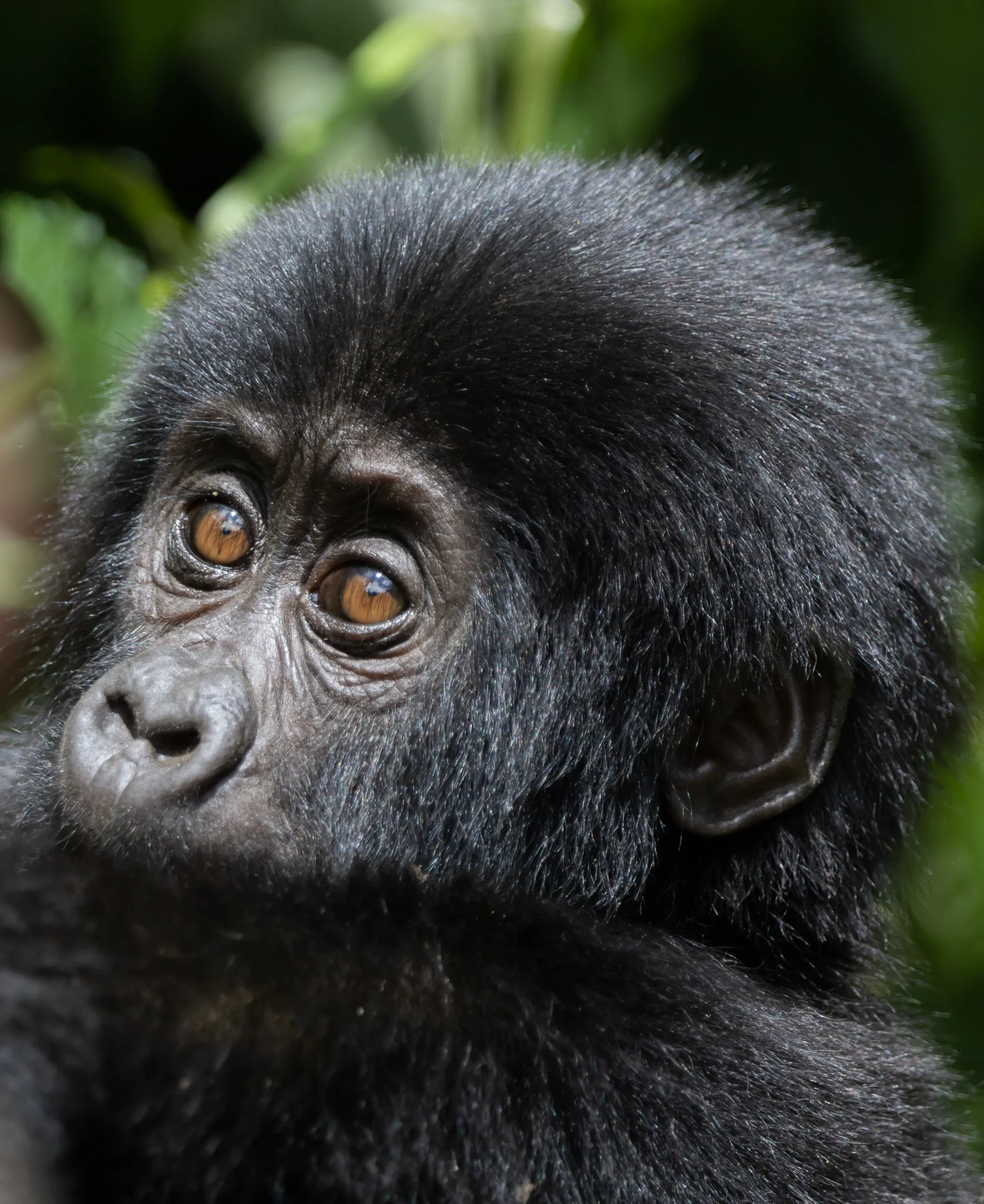 gorilla trekking permit cost