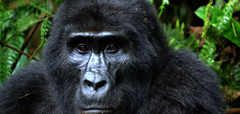 gorilla trekking permit cost