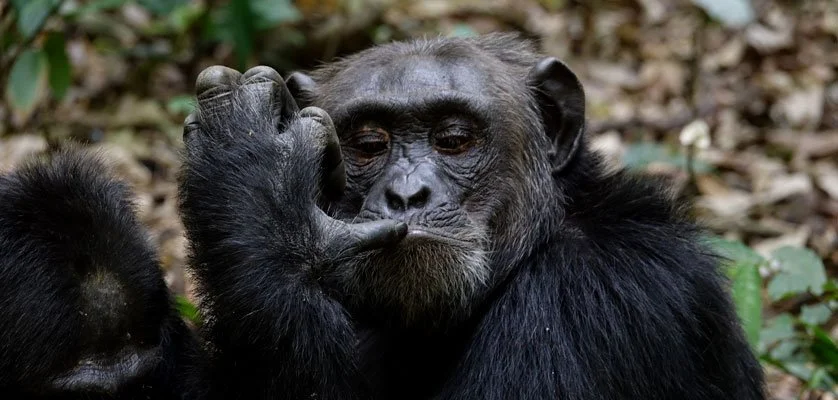 gorilla trekking permit cost