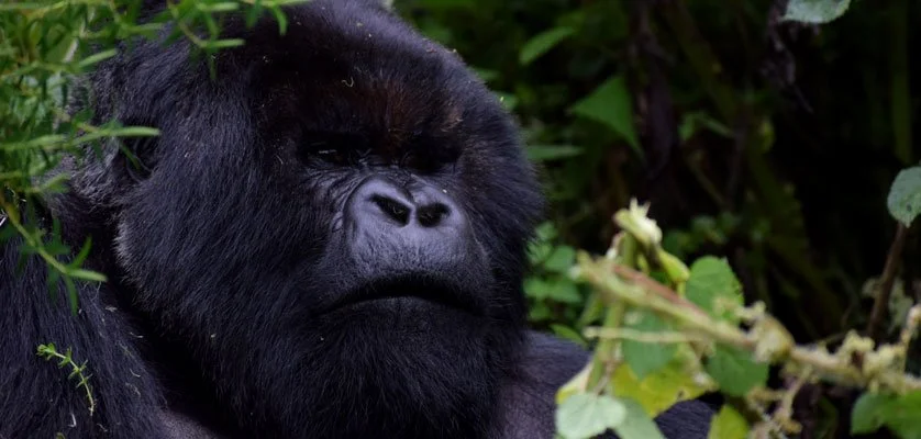 gorilla trekking permit cost