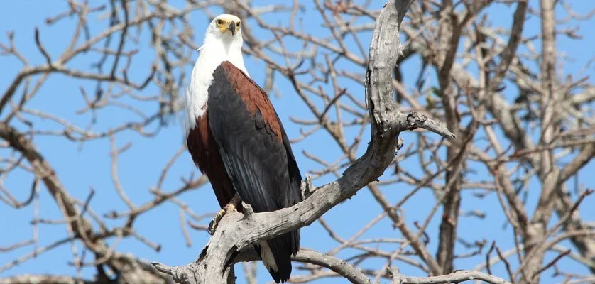 4 days Birding