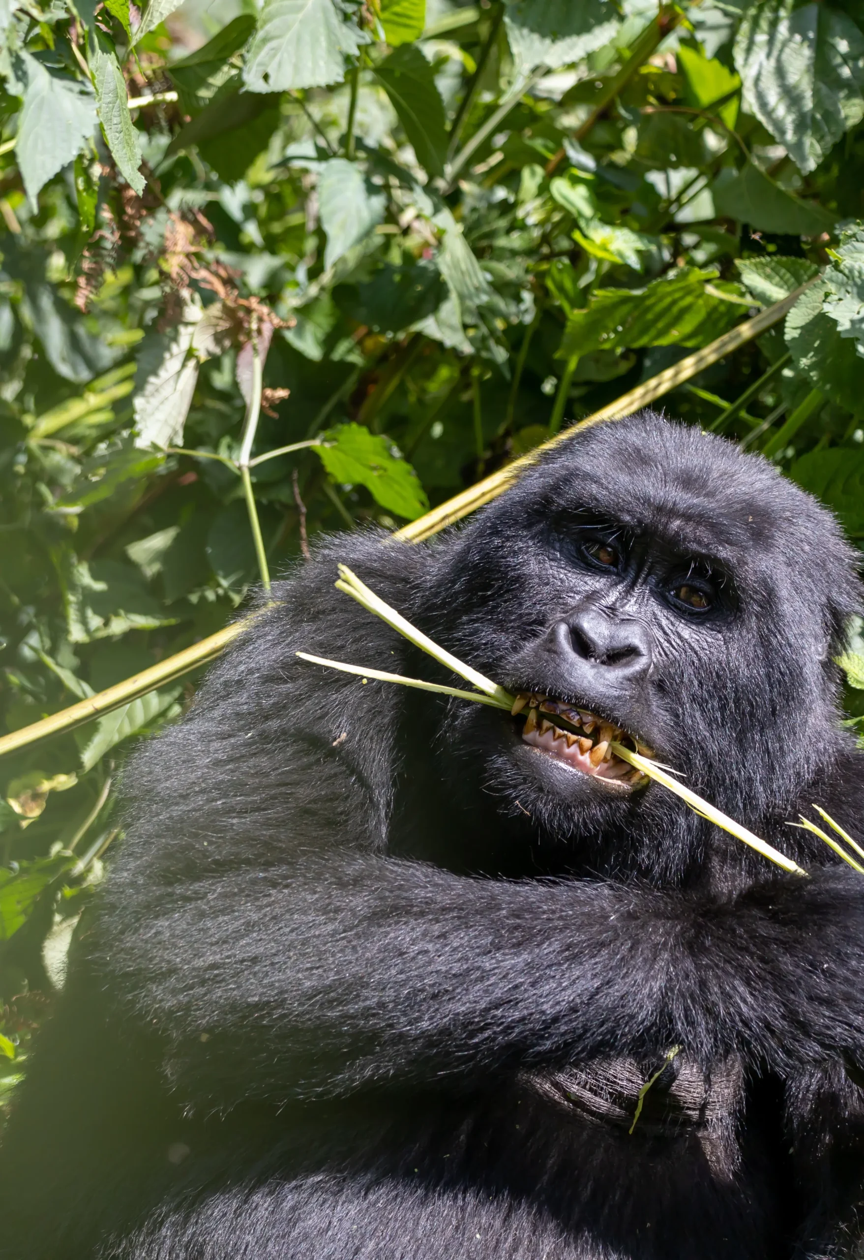 gorilla trekking permit cost