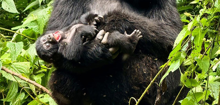 3 Days Gorilla tracking